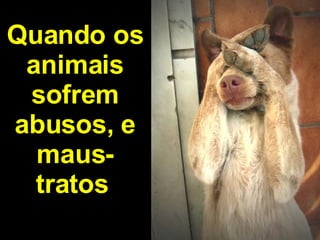 Quando os animais sofrem abusos, e maus-tratos   