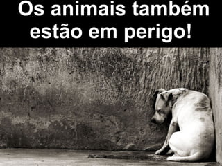 Os animais também estão em perigo! 