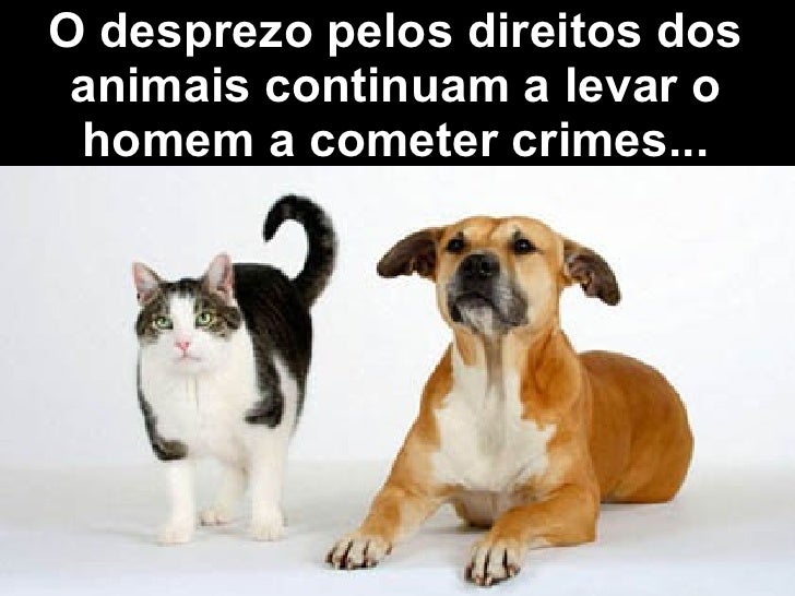 Resultado de imagem para direitos dos animais continua