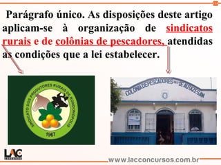 114
Parágrafo único. As disposições deste artigo
aplicam-se à organização de sindicatos
rurais e de colônias de pescadores, atendidas
as condições que a lei estabelecer.
 