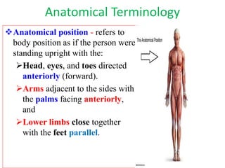 Introduction to human anatomy for ms student | PPTX