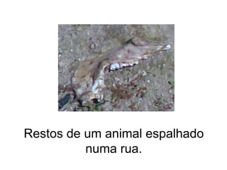 Restos de um animal espalhado numa rua. 