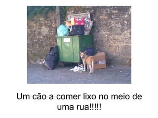 Um cão a comer lixo no meio de uma rua!!!!! 