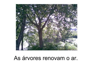 As árvores renovam o ar.  