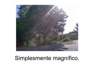 Simplesmente magnífico. 