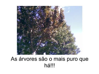 As árvores são o mais puro que há!!! 