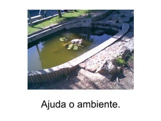 Ajuda o  ambiente . 