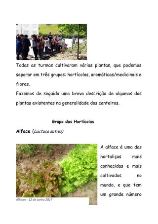 Todas as turmas cultivaram várias plantas, que podemos
separar em três grupos: hortícolas, aromáticas/medicinais e
flores.
Fazemos de seguida uma breve descrição de algumas das
plantas existentes na generalidade dos canteiros.
Grupo das Hortícolas
Alface (Lactuca sativa)
A alface é uma das
hortaliças mais
conhecidas e mais
cultivadas no
mundo, e que tem
um grande número
Alfaces - 12 de junho 2017
 