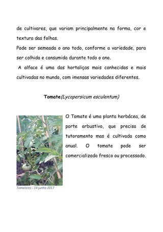 de cultivares, que variam principalmente na forma, cor e
textura das folhas.
Pode ser semeada o ano todo, conforme a variedade, para
ser colhida e consumida durante todo o ano.
A alface é uma das hortaliças mais conhecidas e mais
cultivadas no mundo, com imensas variedades diferentes.
Tomate(Lycopersicum esculentum)
O Tomate é uma planta herbácea, de
porte arbustivo, que precisa de
tutoramento mas é cultivada como
anual. O tomate pode ser
comercializado fresco ou processado.
Tomateiro - 14 junho 2017
 