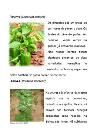 Pimento (Capsicum annuum)
Os pimentos são um grupo de
cultivares de pimenta doce. Os
frutos do pimento podem ser
colhidos ainda verdes ou
quando já estiverem maduros.
Nas nossas hortas foram
plantados pimentos de duas
variedades, vermelhos e
amarelos, embora qualquer um
deles, também se possa colher na cor verde.
-Couves (Brassica olerácea)
As couves são plantas da mesma
espécie que a couve-flor,
brócolo e o repolho. Porém, as
couves não formam cabeças
compactas como repolho. As
folhas são livres. Há cultivaresCouve -13 junho 2017
 