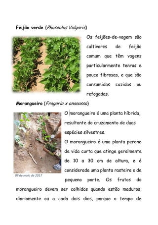 Feijão verde (Phaseolus Vulgaris)
Os feijões-de-vagem são
cultivares de feijão
comum que têm vagens
particularmente tenras e
pouco fibrosas, e que são
consumidas cozidas ou
refogadas.
Morangueiro (Fragaria x ananassa)
O morangueiro é uma planta híbrida,
resultante do cruzamento de duas
espécies silvestres.
O morangueiro é uma planta perene
de vida curta que atinge geralmente
de 10 a 30 cm de altura, e é
considerada uma planta rasteira e de
pequeno porte. Os frutos do
morangueiro devem ser colhidos quando estão maduros,
diariamente ou a cada dois dias, porque o tempo de
08 de maio de 2017
 