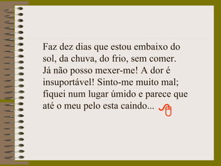 Faz dez dias que estou embaixo do sol, da chuva, do frio, sem comer.  Já não posso mexer-me! A dor é insuportável! Sinto-me muito mal; fiquei num lugar úmido e parece que até o meu pelo esta caindo... 
