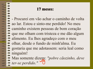 17 meses: - Procurei em vão achar o caminho de volta ao lar. Estou e sinto-me perdido! No meu caminho existem pessoas de bom coração que me olham com tristeza e me dão algum alimento. Eu lhes agradeço com o meu olhar, desde o fundo de minh'alma. Eu gostaria que me adotassem: seria leal como ninguém! Mas somente dizem:  "pobre cãozinho, deve ter-se perdido." 