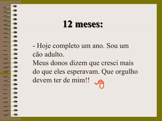 12 meses: - Hoje completo um ano. Sou um cão adulto. Meus donos dizem que cresci mais do que eles esperavam. Que orgulho devem ter de mim!! 