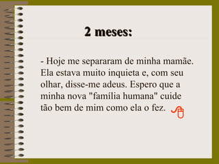 2 meses: - Hoje me separaram de minha mamãe. Ela estava muito inquieta e, com seu olhar, disse-me adeus. Espero que a minha nova "família humana" cuide tão bem de mim como ela o fez. 