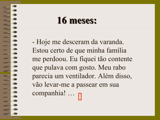 16 meses:16 meses:
- Hoje me desceram da varanda.
Estou certo de que minha família
me perdoou. Eu fiquei tão contente
que pulava com gosto. Meu rabo
parecia um ventilador. Além disso,
vão levar-me a passear em sua
companhia! …

 