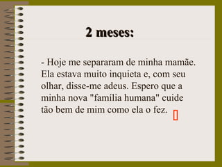 2 meses:2 meses:
- Hoje me separaram de minha mamãe.
Ela estava muito inquieta e, com seu
olhar, disse-me adeus. Espero que a
minha nova "família humana" cuide
tão bem de mim como ela o fez.

 