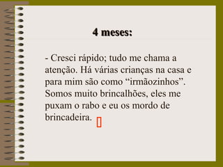 4 meses:4 meses:
- Cresci rápido; tudo me chama a
atenção. Há várias crianças na casa e
para mim são como “irmãozinhos”.
Somos muito brincalhões, eles me
puxam o rabo e eu os mordo de
brincadeira.

 