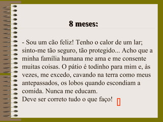 8 meses:8 meses:
- Sou um cão feliz! Tenho o calor de um lar;
sinto-me tão seguro, tão protegido... Acho que a
minha família humana me ama e me consente
muitas coisas. O pátio é todinho para mim e, às
vezes, me excedo, cavando na terra como meus
antepassados, os lobos quando escondiam a
comida. Nunca me educam.
Deve ser correto tudo o que faço!

 