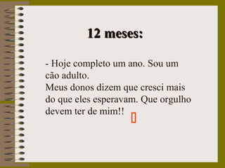 12 meses:12 meses:
- Hoje completo um ano. Sou um
cão adulto.
Meus donos dizem que cresci mais
do que eles esperavam. Que orgulho
devem ter de mim!!

 