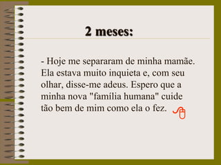              2 meses:- Hoje me separaram de minha mamãe. Ela estava muito inquieta e, com seu olhar, disse-me adeus. Espero que a minha nova "família humana" cuide tão bem de mim como ela o fez.