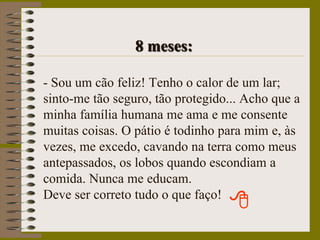                        8 meses:- Sou um cão feliz! Tenho o calor de um lar; sinto-me tão seguro, tão protegido... Acho que a minha família humana me ama e me consente muitas coisas. O pátio é todinho para mim e, às vezes, me excedo, cavando na terra como meus antepassados, os lobos quando escondiam a comida. Nunca me educam.Deve ser correto tudo o que faço!