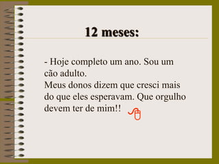             12 meses:- Hoje completo um ano. Sou um cão adulto.Meus donos dizem que cresci mais do que eles esperavam. Que orgulho devem ter de mim!!