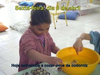 Sexta-feira, dia 8 de abril Hoje estivemos a cozer ovos de codorniz