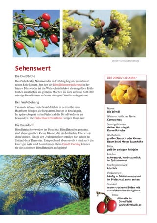 Dirndl-Frucht und Dirndlblüte
Dirndlbrot mit Dirndloliven
Im Pielachtal, dem Herzen der nieder-
östereichischen Voralpen, hat sich ein
Obstgehölz bewährt, das seinen Ver-
breitungsschwerpunkt in den wesent-
lich wärmebegünstigteren Gegenden
Südosteuropas hat. Schon seit Jahrhun-
derten ziert der gelbe Frühlingsflor der
blühenden Dirndln die Sonnenhänge
der Region. Wer später im Jahr in das
„Dirndltal“ kommt und die vorösterliche
Blütenpracht versäumt hat, kann sich
mit dem erfrischenden Dirndlsaft, der
köstlich-säuerlichen Dirndlmarmelade,
dem herbsüßen Frischobst oder dem
zarten Aroma des Dirndlschnapses ein
kleines Stück dieser Wildobst-Zauber-
welt aneignen.
Königin der Wildfrüchte
Dass die Pielachtaler sympathisch und liebenswert sind, wissen nicht
nur Insider schon lange. Sie verstehen es aber auch, die Produkte ihrer
Region gefällig darzustellen und so nennen sie ihr interessantestes
Obstgehölz liebevoll „Dirndl“, während in anderen Gegenden die Pflanze
Kornellkirsche, oder noch holpriger als Gelber Hartriegel bezeichnet wird.
Die Namensgleichheit mit der volkstümlichen Bezeichnung für Mädchen
und für die weibliche Tracht hat schon für so manche Verwirrung gesorgt!
Die Dirndlblüte
Das Pielachtaler Naturwunder im Frühling beginnt manchmal
schon Ende Jänner. Zur Zeit der Dirndlblütenwanderung in der
letzten Märzwoche ist die Wahrscheinlichkeit diesen gelben Früh-
blüher anzutreffen am größten. Machen sie sich auf über 500.000
winzige Einzelblüten auf einer einzigen Dirndlstaude gefasst!
Der Fruchtbehang
Tausende schwarzrote Naschfrüchte in der Größe einer
Hagebutte bringen die biegsamen Zweige in Bedrängnis.
Im späten August ist im Pielachtal die Dirndl-Vollreife zu
bewundern. Die Pielachtaler Naturführer zeigen Ihnen wo!
Die Baumform
Dirndlsträucher werden im Pielachtal Dirndlstauden genannt,
sind aber eigentlich kleine Bäume, die ein biblisches Alter errei-
chen können. Einige der Uraltexemplare standen hier schon zu
Zeiten Maria Theresias. Entsprechend abenteuerlich sind auch die
knorrigen Äste und Baumformen. Beim Dirndl-Caching können
sie die schönsten Dirndlstauden aufspüren!
Die Dirndlfrucht
Der Geschmack von Dirndlfrüchten läßt sich nur schwer be-
schreiben. Schon gar nicht, wenn man dazu eine andere Obstart
im Vergleich erwähnt. Frische, vollreife Dirndlfrüchte muss man
einfach gekostet haben. Tun Sie es, im Spätsommer im Dirndltal!
Die Dirndlmarmelade
Schon die tiefrote Farbe eines Brotaufstriches aus Dirndl lässt
eine Überraschung erwarten. Das häufigst gehörte Attribut
ist: köstlich. Prüfen Sie diese Aussage mit Dirndlmarmeladen
direkt von den Dirndlproduzenten.
Der Dirndlsaft
Ein Getränk zu gepflegten Mahlzeiten, nach einer wunderbaren
Wanderung durch die Pielachtaler Voralpen oder als Gesund-
brunnen für ernährungsbewußte Menschen – der Dirndlsaft
kann noch viel mehr. Der Slogan: Genuss ohne Reue könnte für
den Dirndlsaft erfunden worden sein!
Der Dirndlschnaps
Kenner schätzen den Dirndlschnaps als einen der besten
Edelbrände Europoas ein. Die Herstellung ist mühsam und
erfordert viel Erfahrung. Guter Dirndlschnaps ist deswegen
auch rar und wertvoll. Wie gut er schmeckt und welche gehei-
men Aromen darin zu entdecken sind, widersetzt sich jeder
Beschreibung. Das müssen Sie selbst erlebt haben!
Die Dirndl-Bäuerinnen
Die Bäuerinnen und Bauern des Pielachtales haben trotz
aller Veränderungen und Umstellungen im Bereich der
Landwirtschaft die Tradition der Dirndlkultur aufrecht
erhalten. Schon deshalb muss man die gastfreundliche
Talbevölkerung mögen!
Die Dirndltaler Beherberungsbetriebe
Um das Pielachtal und das Markenprodukt Dirndl in vollen
Zügen genießen zu können, braucht es ein wenig Zeit und
vor allem eine freundliche und angenehme Wohnatmos-
phäre. An den Dirndltaler Beherbergungsbetrieben können
Sie erfahren, dass die Marke Dirndl kein aufgesteckter
Marketing-Gag ist, sondern liebenswerter Pielachtal-Alltag.
Sehenswert
Genussvoll
Liebenswert
Dirndlkönigin Martina
DeR DIRNDl-STecKBRIeF
Name:
Die Dirndl
Wissenschaftlicher Name:
Cornus mas
Sonstige Namen:
Gelber Hartriegel,
Kornellkirsche
Wuchsform:
großer Strauch oder kleiner
Baum bis 6 Meter Baumhöhe
Blüte:
gelb im zeitigen Frühjahr
Früchte:
schwarzrot, herb-säuerlich,
im Spätsommer
Fruchtgeschmack:
köstlich
Vorkommen:
häufig in Südosteuropa und
im Pielachtal, sonst selten
Standort:
warm-trockene Böden mit
ausreichendem Kalkgehalt
Infos:
ultimativ im
DirndlWiki
www.dirndlwiki.at
ausreichendem Kalkgehalt
Infos:
ultimativ im
 