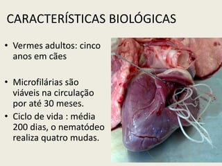 CARACTERÍSTICAS BIOLÓGICAS
• Vermes adultos: cinco
anos em cães
• Microfilárias são
viáveis na circulação
por até 30 meses.
• Ciclo de vida : média
200 dias, o nematódeo
realiza quatro mudas.
 