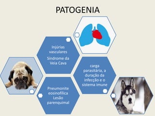 PATOGENIA
Pneumonite
eosinofílica
Lesão
parenquimal
carga
parasitária, a
duração da
infecção e o
sistema imune
Injúrias
vasculares
Síndrome da
Veia Cava
 