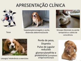 APRESENTAÇÃO CLÍNICA
Perda de peso,
Dispnéia
Pulso de jugular
reduzido
glomerulonefrite e
proteinúria (complexos
antígenoanticorpo)
Síncope (Desmaio ou perda
temporária e súbita de
consciência
Tosse
hepatoesplenomegalia e ascite,
distensão abdominal/ascite
Letargia/ Intolerância a exercícios
 