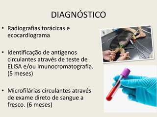 DIAGNÓSTICO
• Radiografias torácicas e
ecocardiograma
• Identificação de antígenos
circulantes através de teste de
ELISA e/ou Imunocromatografia.
(5 meses)
• Microfilárias circulantes através
de exame direto de sangue a
fresco. (6 meses)
 