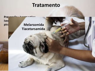Prevenção : Ivermectina
ivermectina com pamoato de
pirantel
Tratamento
Melarsomida
Tiacetarsamida
 