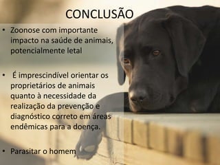CONCLUSÃO
• Zoonose com importante
impacto na saúde de animais,
potencialmente letal
• É imprescindível orientar os
proprietários de animais
quanto à necessidade da
realização da prevenção e
diagnóstico correto em áreas
endêmicas para a doença.
• Parasitar o homem
 