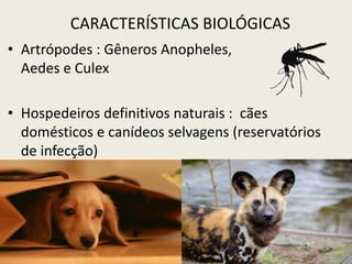 CARACTERÍSTICAS BIOLÓGICAS
• Artrópodes : Gêneros Anopheles,
Aedes e Culex
• Hospedeiros definitivos naturais : cães
domésticos e canídeos selvagens (reservatórios
de infecção)
 