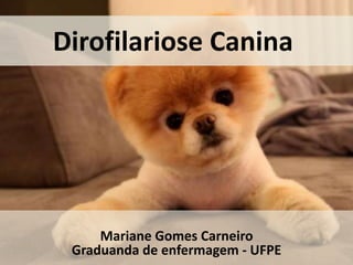 Dirofilariose Canina
Mariane Gomes Carneiro
Graduanda de enfermagem - UFPE
 