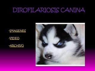 DIROFILARIOSIS CANINA


•IMAGENES

•VIDEO

•ARCHIVO
 