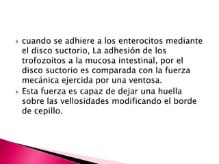    cuando se adhiere a los enterocitos mediante
    el disco suctorio, La adhesión de los
    trofozoítos a la mucosa intestinal, por el
    disco suctorio es comparada con la fuerza
    mecánica ejercida por una ventosa.
   Esta fuerza es capaz de dejar una huella
    sobre las vellosidades modificando el borde
    de cepillo.
 