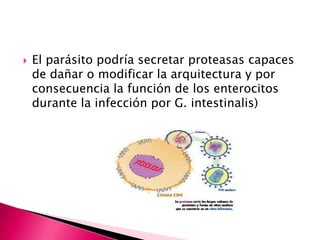    El parásito podría secretar proteasas capaces
    de dañar o modificar la arquitectura y por
    consecuencia la función de los enterocitos
    durante la infección por G. intestinalis)
 