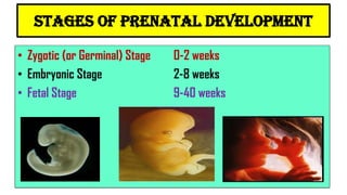 stages of prenatal development
• Zygotic (or Germinal) Stage 0-2 weeks
• Embryonic Stage 2-8 weeks
• Fetal Stage 9-40 weeks
 