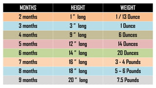 MONTHS HEIGHT WEIGHT
2 months 1 ” long 1 / 13 Ounce
3 months 3 ” long 1 Ounce
4 months 9 ” long 6 Ounces
5 months 12 ” long 14 Ounces
6 months 14 ” long 20 Ounces
7 months 16 ” long 3 - 4 Pounds
8 months 18 ” long 5 – 6 Pounds
9 months 20 ” long 7.5 Pounds
 