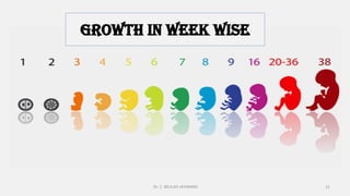 4/13/2022
growth in week wise
21
Dr. C. BEULAH JAYARANIi
 