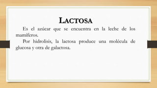 LACTOSA
Es el azúcar que se encuentra en la leche de los
mamíferos.
Por hidrolisis, la lactosa produce una molécula de
glucosa y otra de galactosa.
 