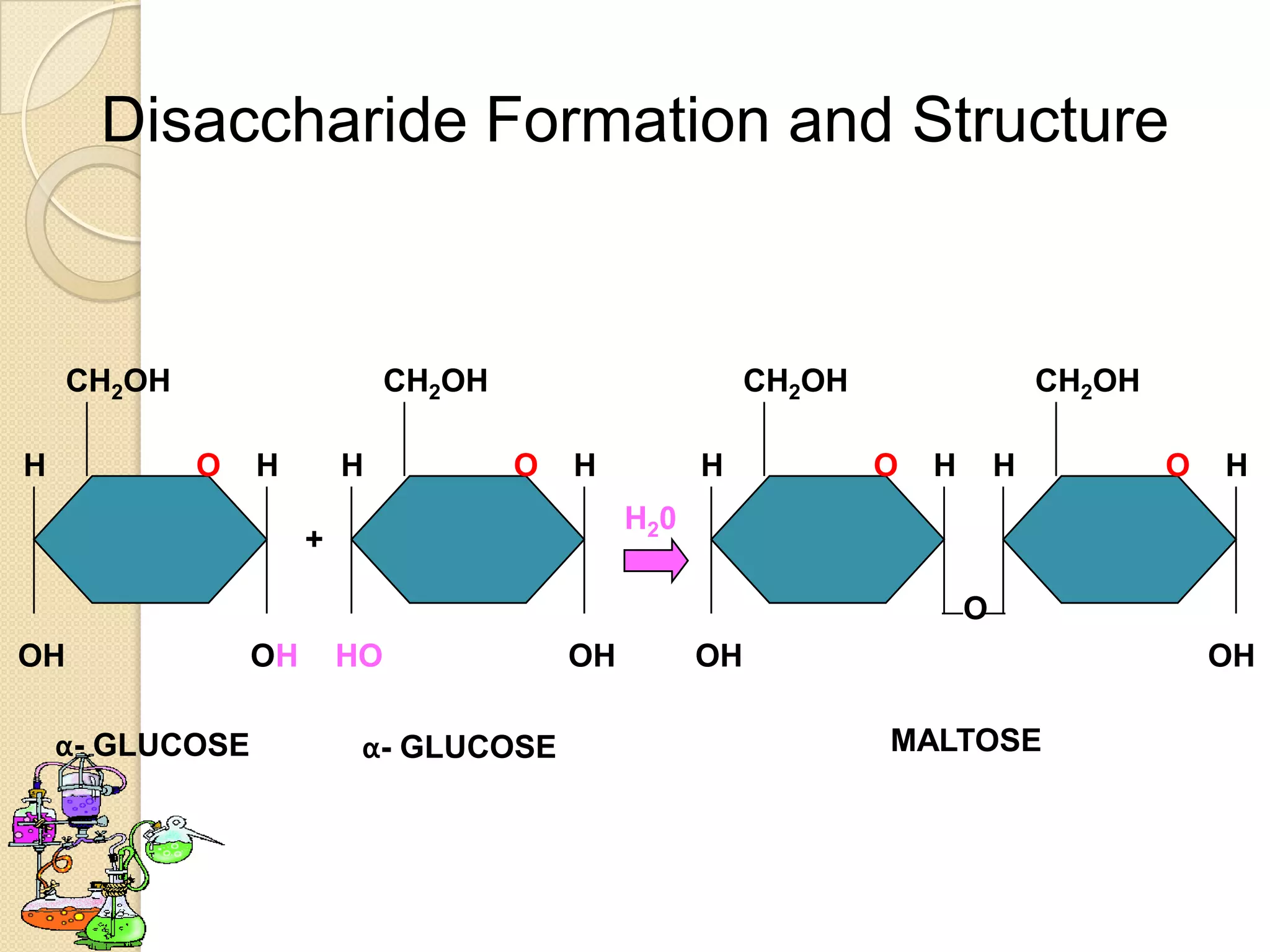 Disaccharide Formation and Structure


     CH2OH                     CH2OH                       CH2OH                   CH2OH

H            O   H        H            O   H          H            O   H       H           O   H
                                                H20
                      +

                                                                           O
OH               OH       HO               OH         OH                                       OH

    α- GLUCOSE             α- GLUCOSE                              MALTOSE
 