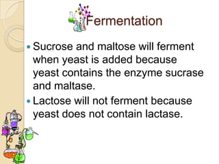 Fermentation
 Sucrose and maltose will ferment
  when yeast is added because
  yeast contains the enzyme sucrase
  and maltase.
 Lactose will not ferment because
  yeast does not contain lactase.
 