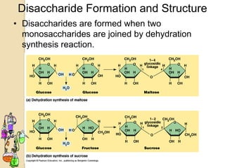Disaccharide Formation and Structure
• Disaccharides are formed when two
  monosaccharides are joined by dehydration
  synthesis reaction.
 