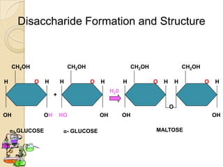 Disaccharide Formation and Structure


     CH2OH                     CH2OH                       CH2OH                   CH2OH

H            O   H        H            O   H          H            O   H       H           O   H
                                                H20
                      +

                                                                           O
OH               OH       HO               OH         OH                                       OH

    α- GLUCOSE             α- GLUCOSE                              MALTOSE
 