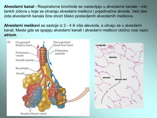 Photo 48.13 Human lung 64x: alveoli; walls filled with red blood cells. LM.
 