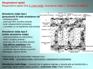 Detalj alveolarne ćelije tipa II i njena veza sa ćelijom tipa I
 